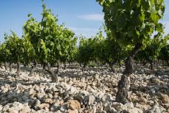 The Dirt on&nbsp;Limestone