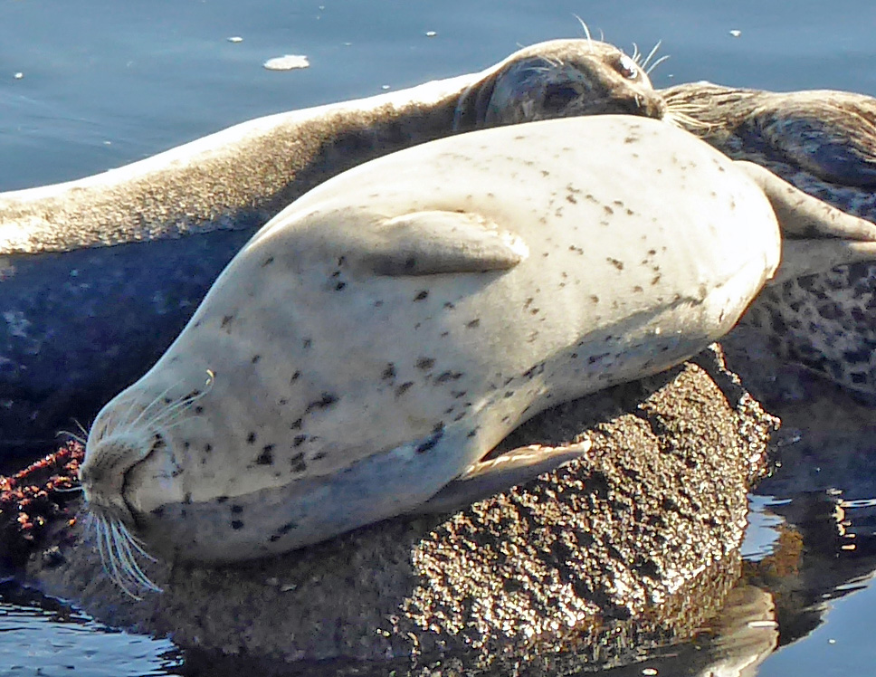 Hangin’ in Monterey&nbsp;Bay