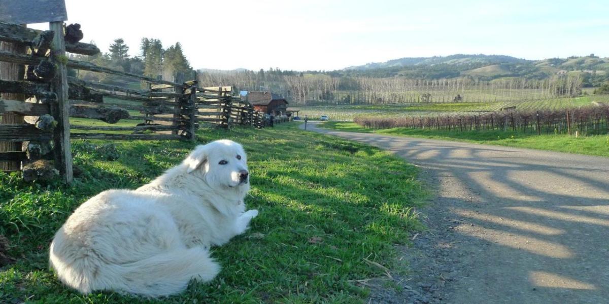 Finding the Right Wine&nbsp;Club