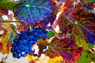 Red Wines for Those Dark & Stormy&nbsp;Nights