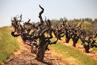 3 Reasons Why Old Vine Wines are (well, maybe)&nbsp;Better