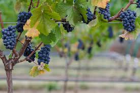 Time to Harvest Great Wine&nbsp;Deals