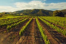 SIP Wines at Home: Sonoma Wineries Have You&nbsp;Covered