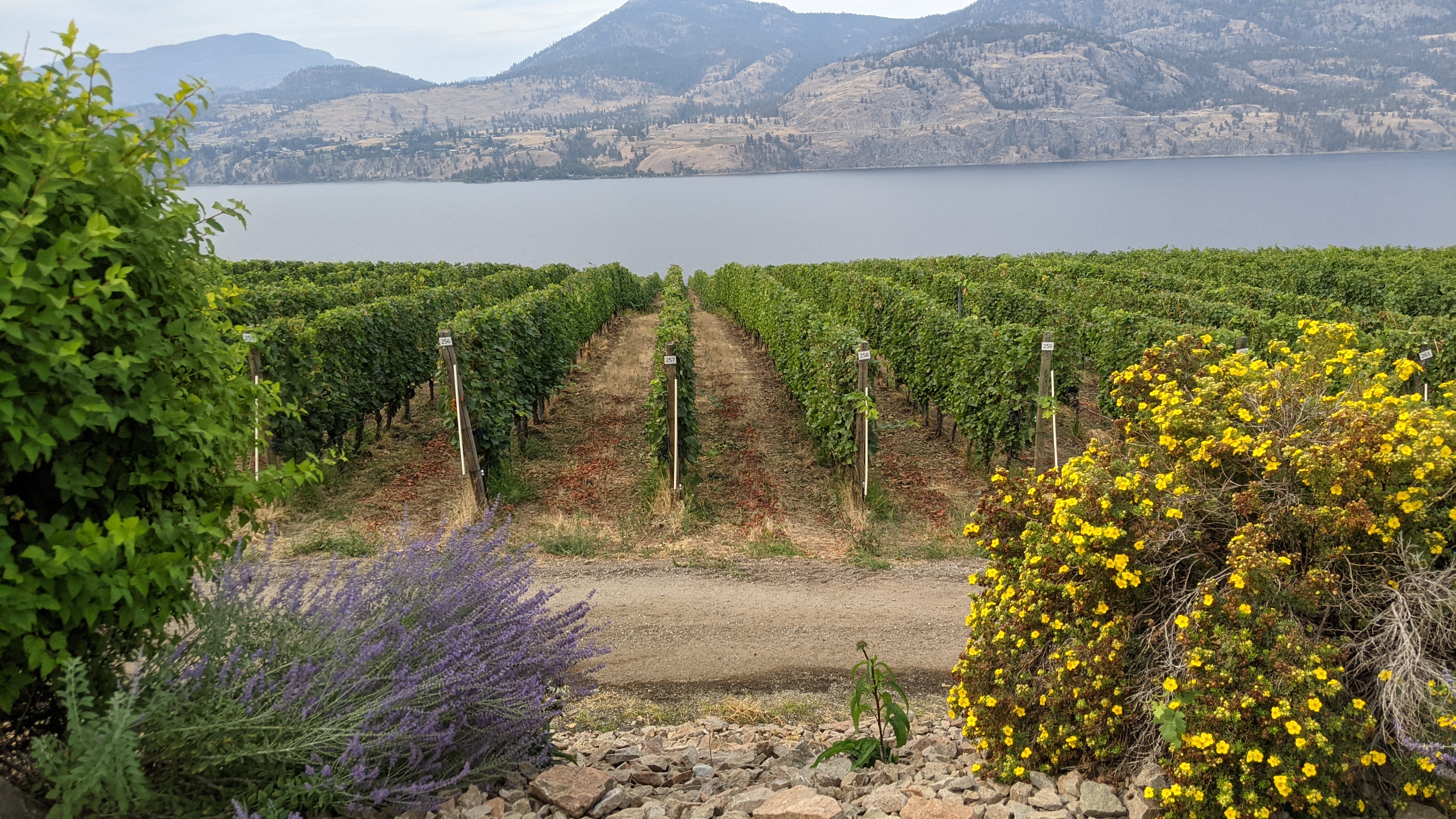 vineyards okanagan