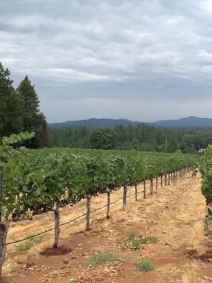 El Dorado Wines: Checking All the Terroir&nbsp;Boxes